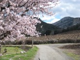 Almond blossom