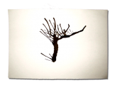 Reject 2: Drawing the vines with ink and straws